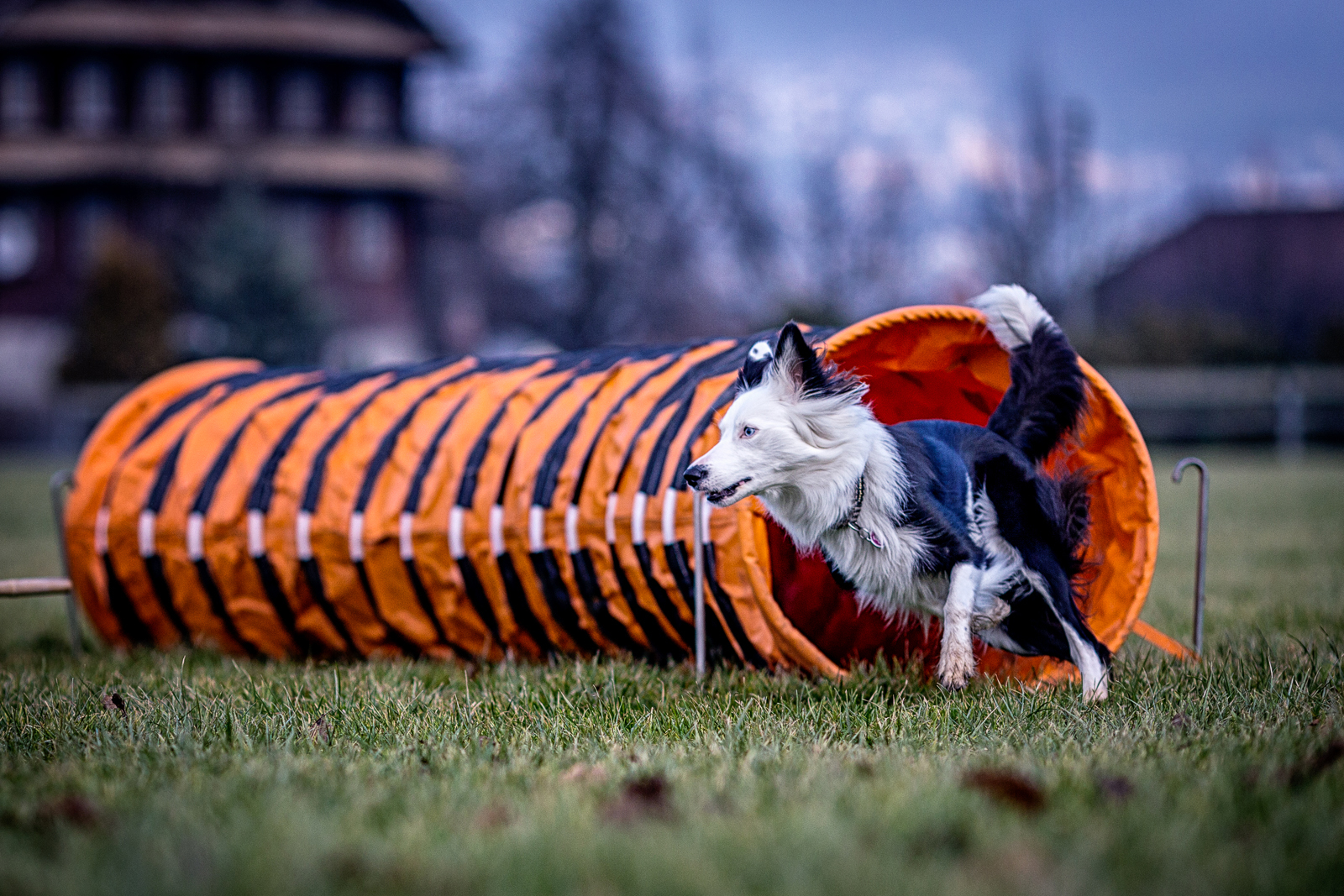 Kurse Anima-Hundeschule image