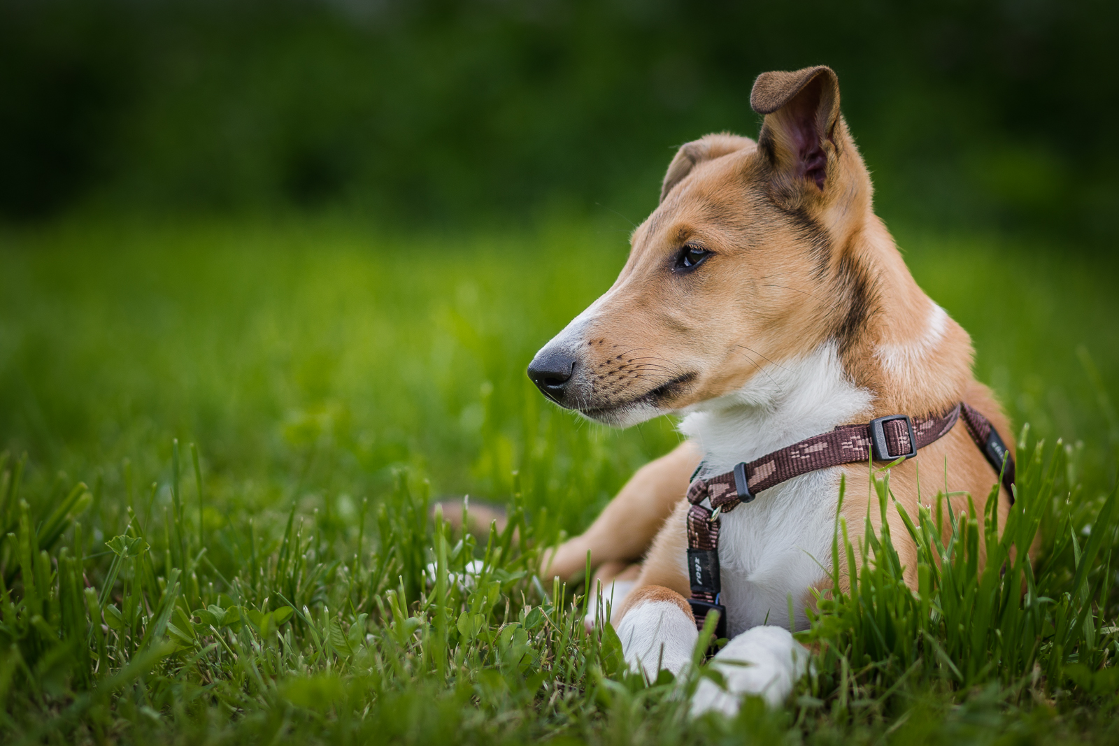 Welpenschule Anima Hundeschule